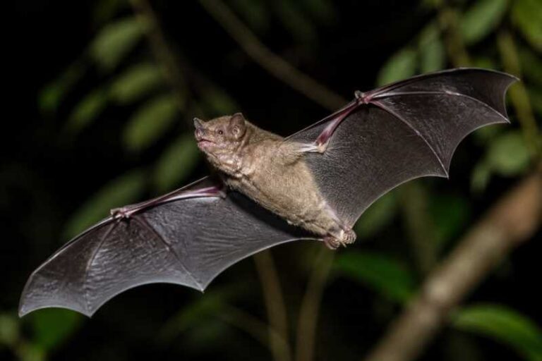 Image of a Broad-toothed Tailless Bat in its natural habitat