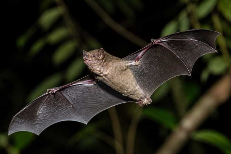 Image of a Broad-toothed Tailless Bat in its natural habitat