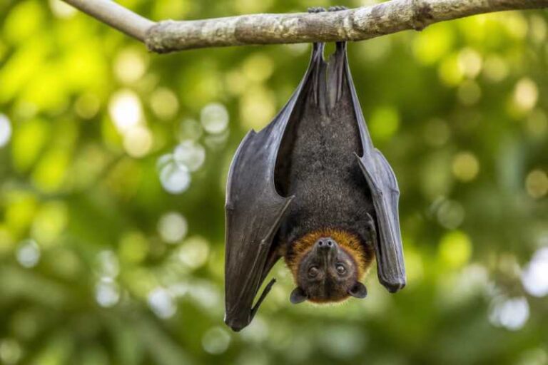Image of a Brooks's Dayak Fruit Bat in its natural habitat