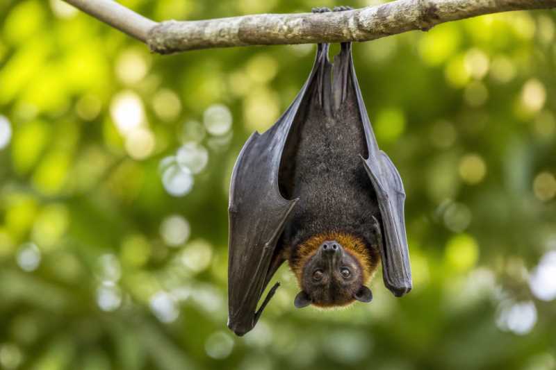 Image of a Brooks's Dayak Fruit Bat in its natural habitat
