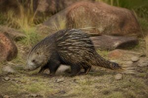 Image of a Broomstraw-spined Porcupine in its natural habitat