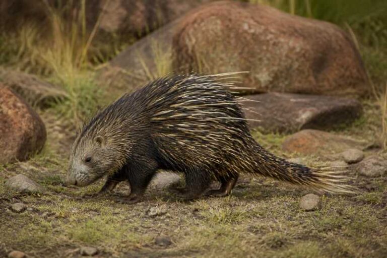 Image of a Broomstraw-spined Porcupine in its natural habitat