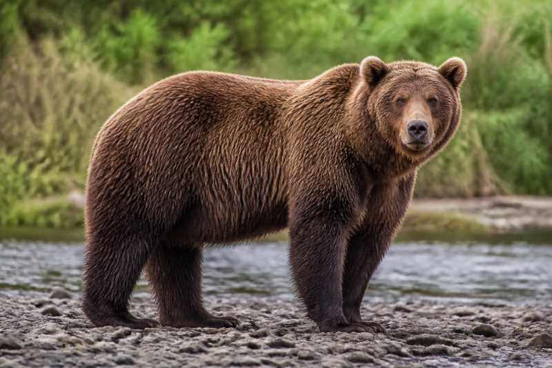 Image of a Brown Bear in its natural habitat