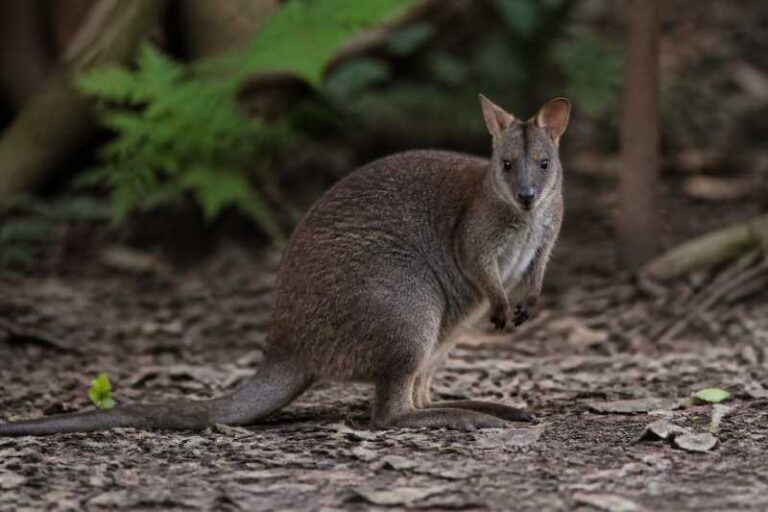 Image of a Brown Forest Wallaby in its natural habitat