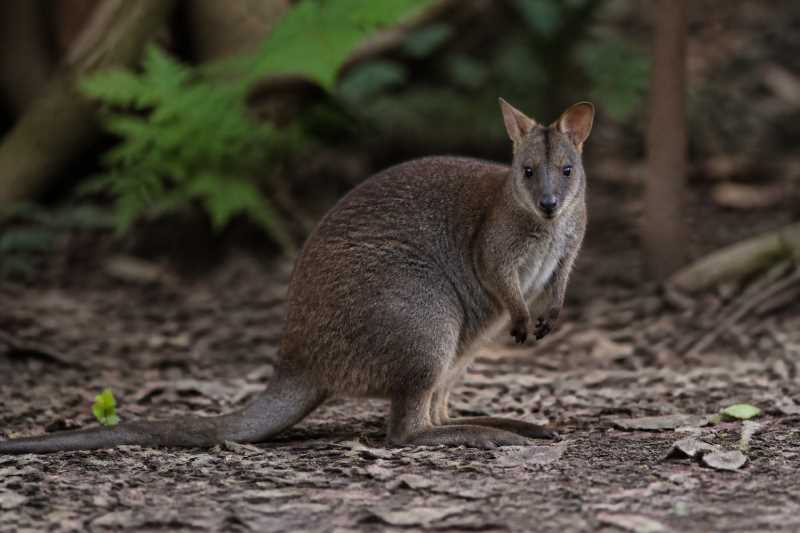 Image of a Brown Forest Wallaby in its natural habitat