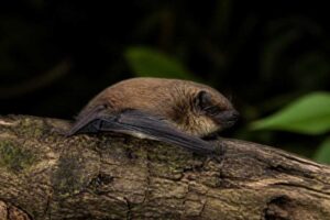 Image of a Brown Pipistrelle in its natural habitat
