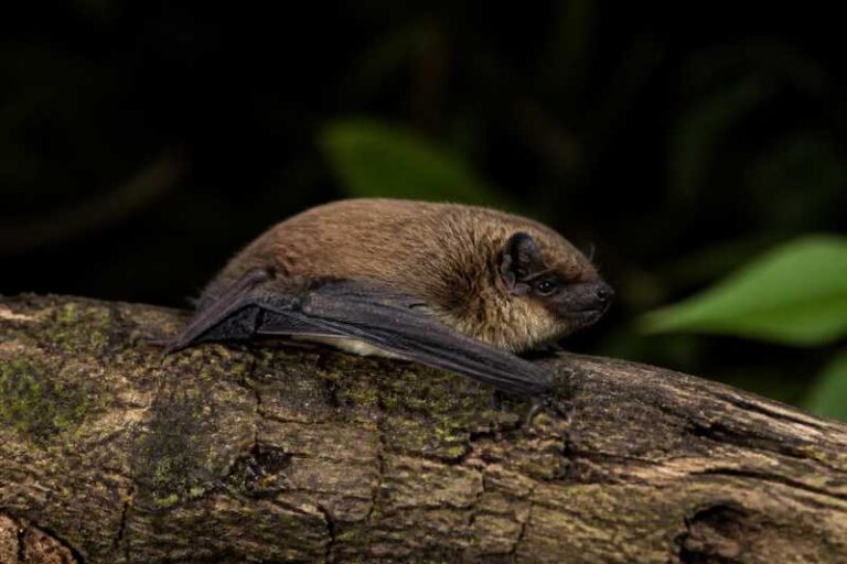 Image of a Brown Pipistrelle in its natural habitat