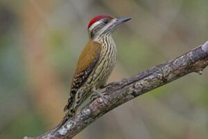 Image of a Brown-backed Woodpecker in its natural habitat
