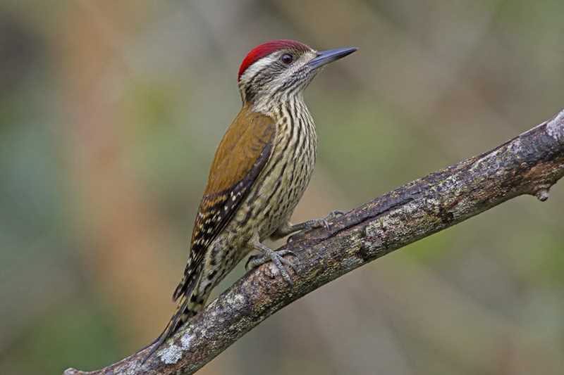 Image of a Brown-backed Woodpecker in its natural habitat