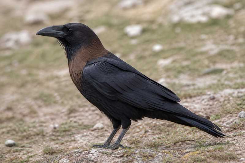 Image of a Brown-necked Raven in its natural habitat