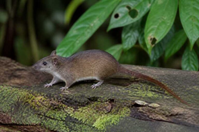 Image of a Brown-tailed Dwarf Cloud Rat in its natural habitat