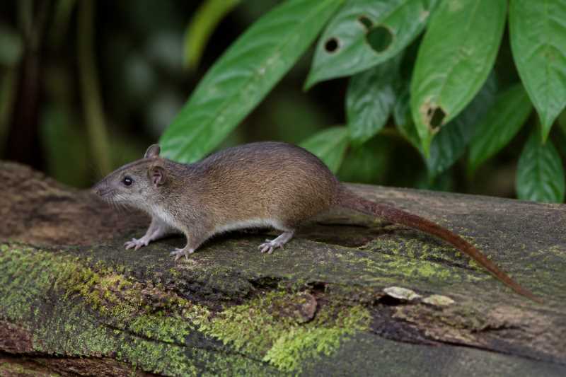 Image of a Brown-tailed Dwarf Cloud Rat in its natural habitat