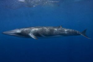 Image of a Bryde's Whale in its natural habitat
