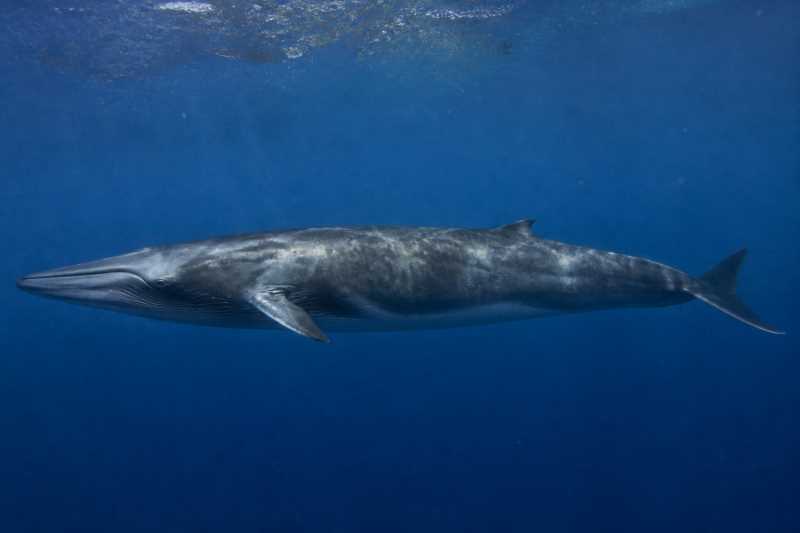 Image of a Bryde's Whale in its natural habitat