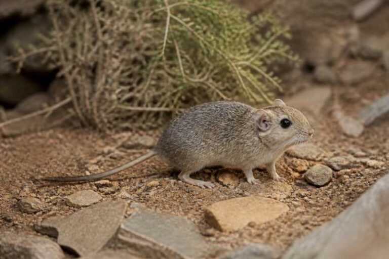 Image of a Budin's Chinchilla Rat in its natural habitat