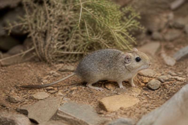 Image of a Budin's Chinchilla Rat in its natural habitat