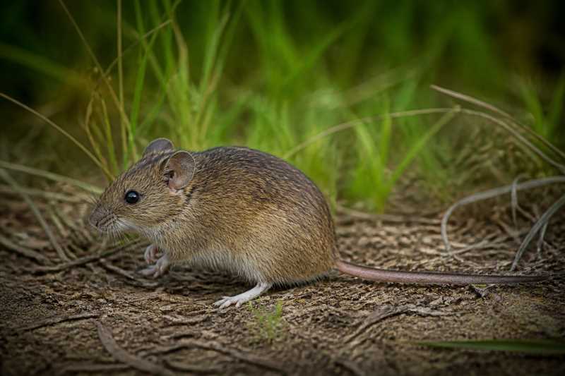 Image of a Budin's Grass Mouse in its natural habitat