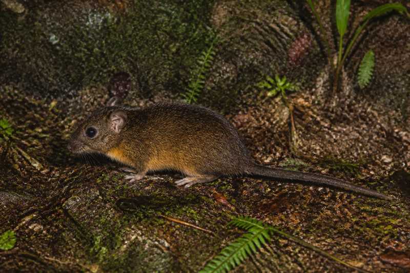 Image of a Buff-bellied Brush-furred Rat in its natural habitat