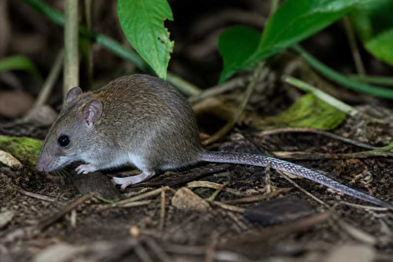 Image of a Buka Island Mosaic-tailed Rat in its natural habitat