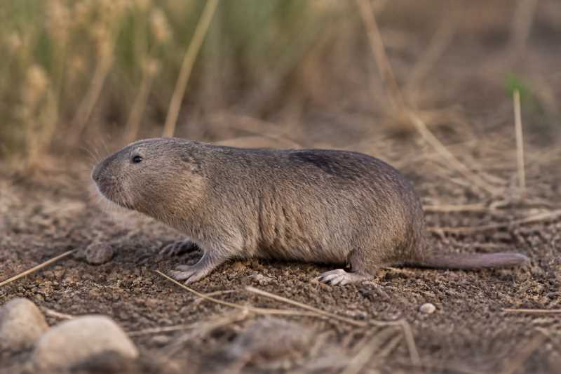 Image of a Buller's Pocket Gopher in its natural habitat