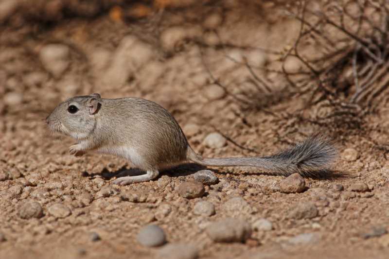 Image of a Bushy-tailed Jird in its natural habitat