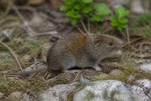 Image of a Calabria Pine Vole in its natural habitat