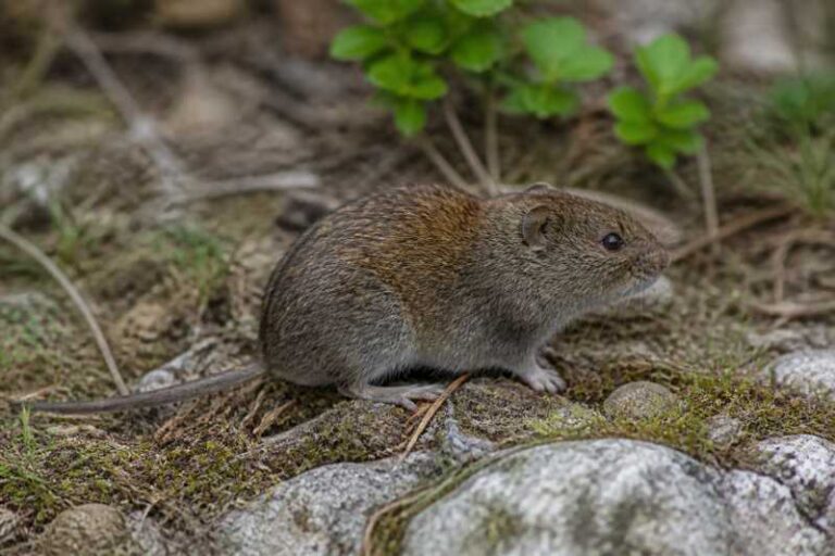 Image of a Calabria Pine Vole in its natural habitat