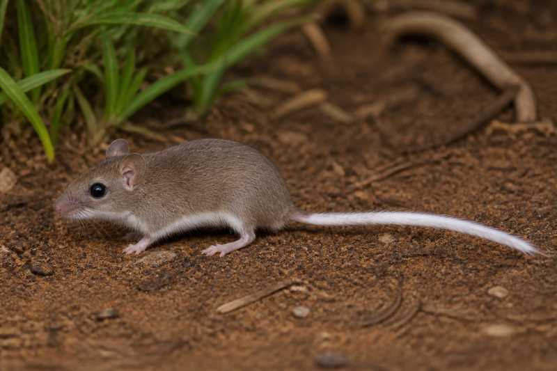 Image of a Calaça's White-tailed Mouse in its natural habitat