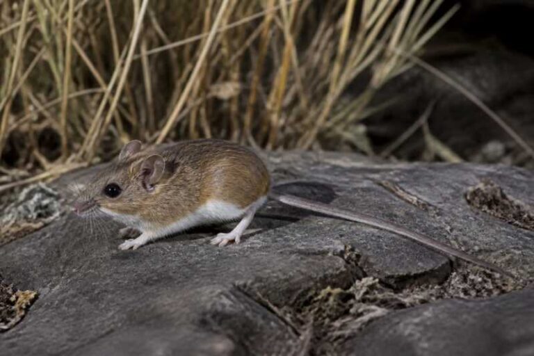 Image of a California Deermouse in its natural habitat