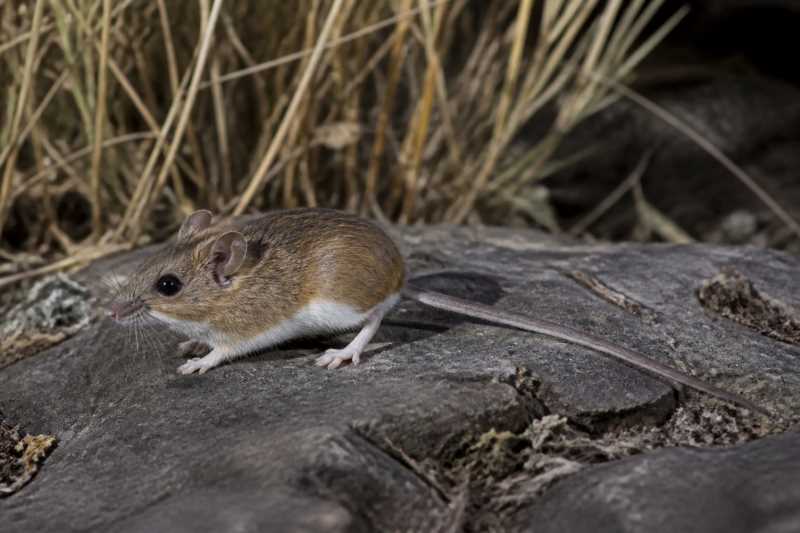 Image of a California Deermouse in its natural habitat