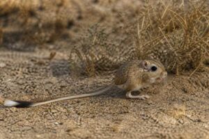 Image of a California Kangaroo Rat in its natural habitat