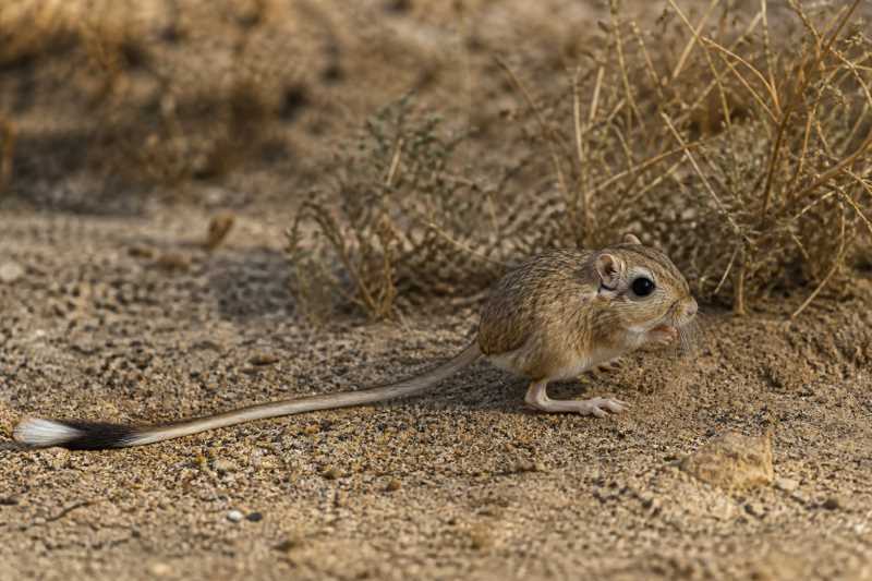 Image of a California Kangaroo Rat in its natural habitat
