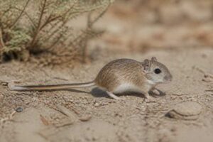 Image of a California Pocket Mouse in its natural habitat