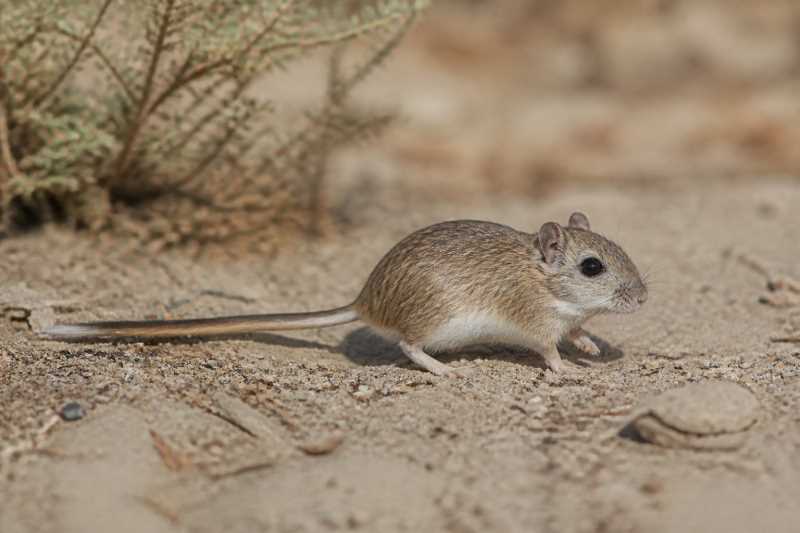 Image of a California Pocket Mouse in its natural habitat