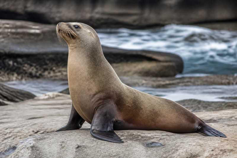Image of a California Sea Lion in its natural habitat