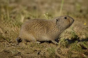 Image of a Camas Pocket Gopher in its natural habitat