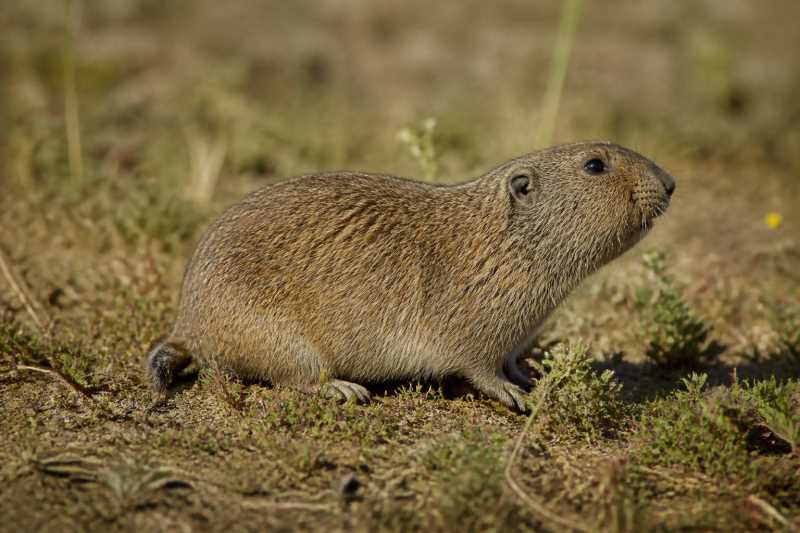 Image of a Camas Pocket Gopher in its natural habitat