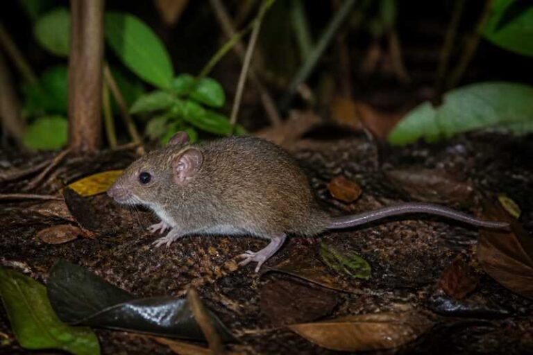 Image of a Cameroon Soft-furred Mouse in its natural habitat