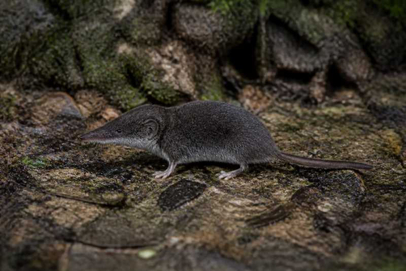 Image of a Cameroon White-toothed Shrew in its natural habitat