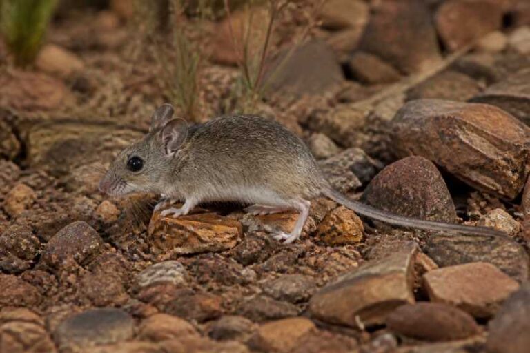 Image of a Camiari Leaf-eared Mouse in its natural habitat