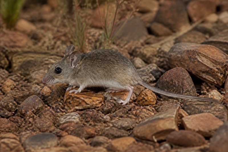 Image of a Camiari Leaf-eared Mouse in its natural habitat