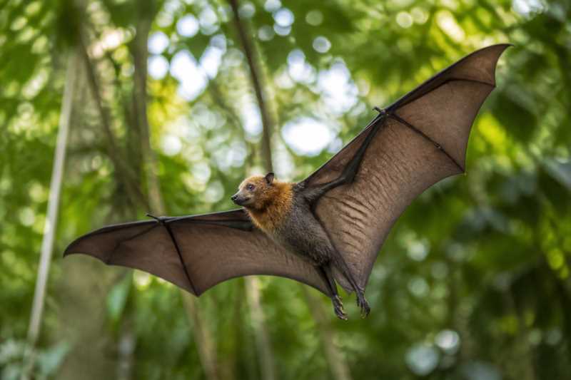 Image of a Campo-Ma'an Fruit Bat in its natural habitat