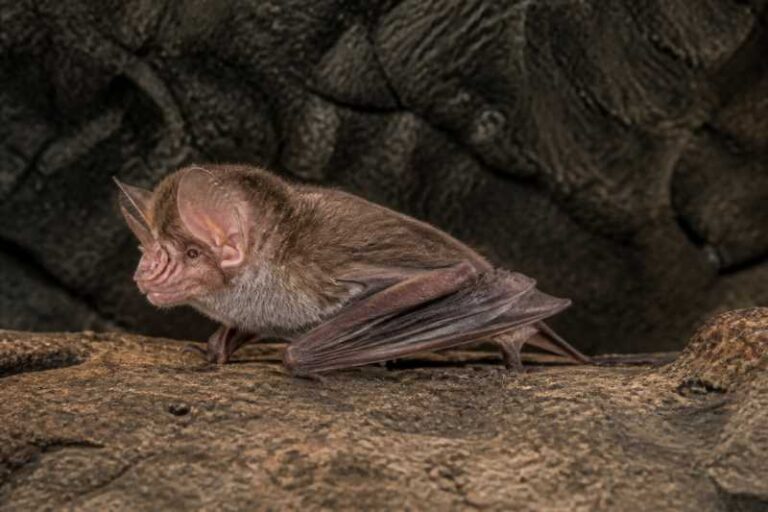 Image of a Cantor's Roundleaf Bat in its natural habitat