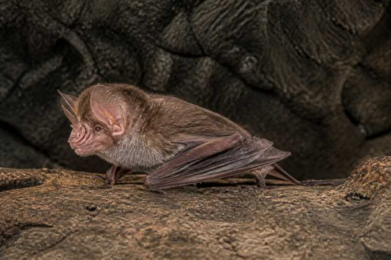 Image of a Cantor's Roundleaf Bat in its natural habitat
