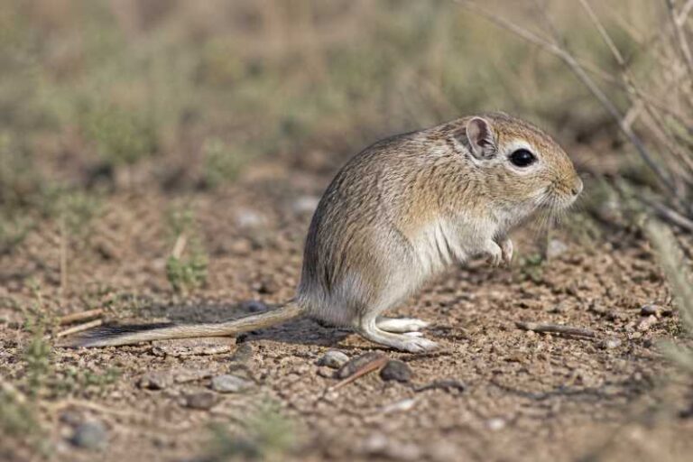 Image of a Cape Short-tailed Gerbil in its natural habitat