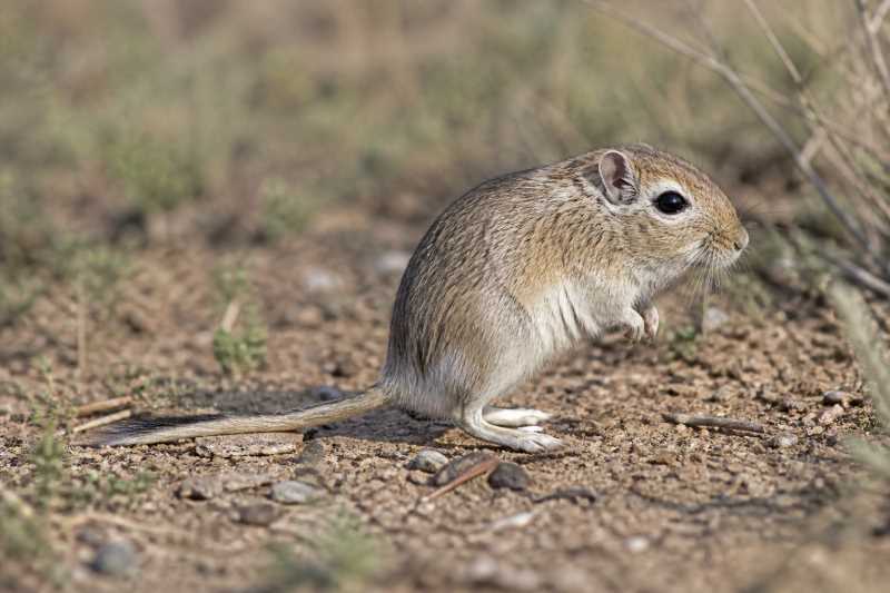 Image of a Cape Short-tailed Gerbil in its natural habitat