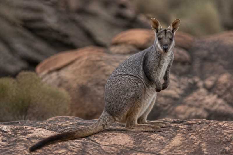 Image of a Cape York Rock Wallaby in its natural habitat