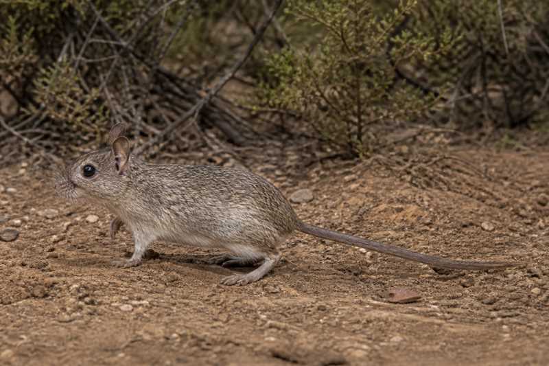 Image of a Capricorn Rabbit Rat in its natural habitat