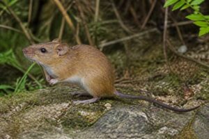 Image of a Caracol Climbing Rat in its natural habitat