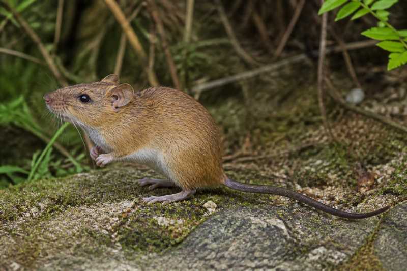 Image of a Caracol Climbing Rat in its natural habitat